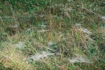 Sítě plachetnatek (Linyphiidae) jsou nejlépe patrné za ranní rosy. Na vhodných místech může být plachetnatka keřová (Linyphia triangularis) velice hojná. Foto J. Bisetti
