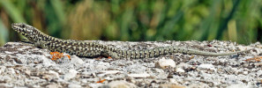 Ještěrka zední (Podarcis muralis nigriventris), dospělá samice. Foto H. Janz, Martinsicuro, Itálie, 9. září 2017 (www.lacerta.de)