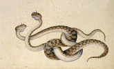 Zmije rohatá (Cerastes cerastes).  Jacopo Ligozzi (1577)
