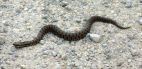 Zmije skvrnitá, dříve jurská (Vipera aspis francisciredi). Foto W. Seiler,  Pienza, Itálie, 15. května 2005 (https://www.wikiwand.com/en/)