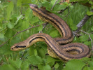 Užovka pardálí (Elaphe quatuorlineata). Foto C. Catoni, Apeniny, Itálie,  31. května 2003 (https://cs.wikipedia.org/wiki)