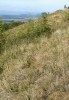 Step s ovsířem stepním (Helicto­trichon desertorum) na vrchu Oblík v Českém středohoří. Foto J. Roleček