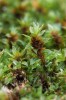 Prutník moravský (Bryum moravicum) – druh mechu popsaný Josefem Podpěrou v r. 1906. Je dobře rozlišitelný podle hnědých vláknitých gem v paždí listů. Roste většinou epifyticky, ale také na mrtvém dřevě, kamenech a skalách. U nás poměrně častý druh. Foto Š. Koval