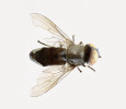 Dospělec pestřenky Melanogaster hirtella (Dánsko, Fårup). Foto M. Tkoč