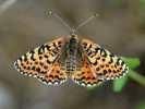 Samice hnědáska květelového (Melitaea didyma). Havraníky, červenec 2019. Foto M. Vrba
