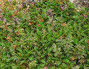 Lepnice alpská (Bartsia alpina) v porostu dryádky osmiplátečné (Dryas octopetala). Lepnice je typickým druhem živinami chudých vysokohorských a arktických ekosystémů. V listech koncentruje živiny, které uvolňuje do prostředí ve formě opadu a urychluje tak koloběh živin. Foto J. Těšitel
