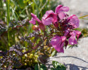 Všivec Pedicularis rostratocapitata  se vyskytuje celkem hojně nad horní  hranicí lesa ve vápencových Alpách. Foto J. Těšitel