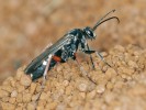 Hrabalka červenonohá (Episyron rufipes) – typický zástupce pískomilných druhů, které nacházejí druhotné útočiště na popílkovištích. Odkaliště českobudějovické teplárny. Foto J. Erhart