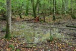 O přítomnosti zvěře svědčí nejen časté vzdálené zvuky, hlavně na podzim, ale i borka sedřená z kmenů v blízkosti kališť. Foto T. Kučera