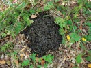 Při průchodu pralesem se vždy něco najde, když už ne zubr (Bison bonasus), tak aspoň jeho lejno, v tomto případě o průměru 60 cm. Foto T. Kučera