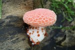 Hlívovec ostnovýtrusý (Rhodotus palmatus)  je nezaměnitelný druh rostoucí na padlých kmenech jilmů,  u nás se s ním setkáme v suťových lesích  (hlavně v šumavských rezervacích) a lužních lesích jižní Moravy. Vylučování kapek  tekutiny neboli  gutace (v tomto  případě na třeni)  je jev známý  u více druhů hub.  Foto M. Kříž