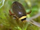 K našim druhům chráněným v rámci soustavy Natura 2000 patří dále potápník dvojčárý (Graphoderus bilineatus).  Tento kriticky ohrožený druh je nyní znám pouze z několika rybníků se zachovalými litorálními porosty a z pískoven  na Třeboňsku. Foto P. Franta