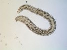Vybraní typičtí zástupci mikro- (bakterie, houby, prvoci, hlístice), mezo- (chvostoskoci, roztoči a roupice) a makroedafonu (larvy much, mnoho­nožky). Roupice. Foto J. Schlaghamerský