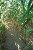 Vliv dopadu dlouhotrvajícího sucha na porost kukuřice seté (Zea mays) při rozdílné agrotechnice – konvenční způsob pěstování s minerálním hnojením. Foto Z. Kulhavý 