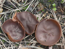 Řasnatka hladkoplodá (Plicaria endocarpoides) má velké a laločnatě zvrásněné plodnice. Foto L. Zíbarová