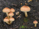 Šupinovka spáleništní (Pholiota highlandensis). Foto L. Zíbarová