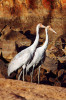 Jeřáb australský (Grus rubicunda) neboli brolga. Foto P. Šrámek