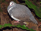Holub wonga (Leucosarcia melano­leuca). Foto P. Šrámek