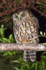 Sovka ostrovní (Ninox novaeseelandiae), maorsky ruru. Foto P. Šrámek