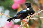 Tui zpěvný (Prosthemadura novaeseelandiae). Foto P. Šrámek