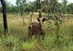 Klokan velký (Macropus fuliginosus). Foto S. Bílý