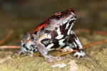 Ke specificky australským a novoguinejským žábám čeledi paropuchovití (Myobatrachidae) patří např. druh Pseudophryne raveni. Foto P. Šrámek 