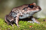 Ke specificky australským a novoguinejským žábám čeledi paropuchovití (Myobatrachidae) patří např.  druh paropucha širokohlavá (Mixophyes fasciolatus). Foto P. Šrámek