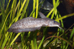 Australský sumec tandan  skvrnitý (Tandanus tandanus). Foto P. Šrámek