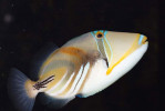 Ostenec Picassův (Rhinecanthus aculeatus) – jeden ze symbolů  Havajských ostrovů. Foto P. Šrámek