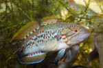 Hlavačka Mogurnda adspersa z jihovýchodní Austrálie. Foto P. Šrámek