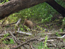 Klokan quokka (Setonix brachyurus). Foto S. Bílý