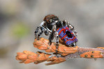 Skákavka Maratus mungaich –  endemit Západní Austrálie. Převzato z Wikimedia  Commons v souladu s podmínkami  použití