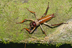 Jako cvrčci wētā se označují zástupci několika novozélandských rodů rovnokřídlého hmyzu (Orthoptera), zde druh Hemideina thoracica. Jde o vzrůstem mohutné a nelétavé druhy. Foto P. Šrámek
