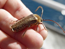 Larvy tesaříka huhu (Prionoplus reticularis) vyhledávali k jídlu novozélandští Maorové. Na snímku dospělý brouk.  Foto F. Pospíšil