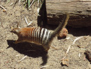 Mravencojed žíhaný (Myrmecobius fasciatus) neboli numbat. Foto S. Bílý