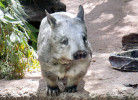 Vombat chluponosý (Lasiorhinus latifrons). Foto S. Bílý