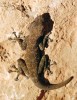 Ptyodactylus oudrii. Antiatlas. Foto M. Velechovský
