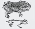 Triadobatrachus – výchozí typ obojživelníka s přímým vztahem k žábám. Orig. M. Chumchalová, upraveno podle různých zdrojů