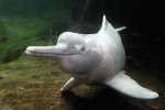 Někteří čtyřnožci se vrátili k životu ve vodě, což vedlo k mnoha adaptacím, např. končetin. Delfínovec amazonský (Inia geoffrensis). Foto M. Kišelová