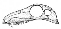 Srovnání typů lebek nejstarších blanatých čtyřnožců – synapsidní lebka s jednou spánkovou jámou (Archaeothyris). Orig. M. Chumchalová, upraveno podle různých zdrojů