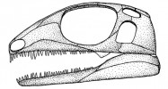 Srovnání typů lebek nejstarších blanatých čtyřnožců – diapsidní lebka se dvěma spánkovými jámami (Petrolacosaurus). Orig. M. Chumchalová, upraveno podle různých zdrojů