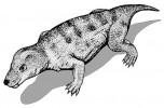 Přes synapsidní skupinu obratlovců Cynodontia vedl vývoj až k savcům. Originál M. Chumchalová, upraveno podle různých zdrojů