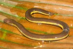 Někteří čtyřnožci během evoluce končetiny ztratili. Červor černožlutý (Ichthyophis nigroflavus). Foto Z. Mačát