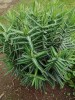 Charakteristicky křižmostojné listy pryšce skočcového (Euphorbia lathyris), který můžeme často najít v okolí zahrad. Pryšce se v aplikaci FlowerChecker řadí k nejčastěji dotazovaným rodům. Foto a všechny orig. autoři článku