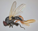 Samice štírka Chyzerova (Lamprochernes chyzeri) ve foretickém vztahu s kopinatkou rodu Lonchaea (dvoukřídlí – Diptera; blíže J. Christophoryová a kol. 2021). Foto M. Červená a D. Selnekovič