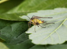 Foront na srpici obecné (Panorpa communis, srpice – Mecoptera) – samice dinoštírka Panzerova (Dinocheirus panzeri; blíže J. Christophoryová a kol. 2017b). Foto M. Kautman