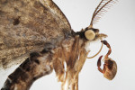 Samice štírka euboiského (Rhacochelifer euboicus) na píďaličce rodu Eupithecia (motýli – Lepidoptera; blíže K. Krajčovičová a kol. 2017). Foto J. Christophoryová a K. Krajčovičová