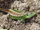 Samec s převážně jednobarevným hřbetem – aberace erythronotus.  Praha, Horní Počernice. Foto J. Moravec