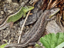 Pohlavní rozdíly v barvě boků samce (nalevo) a samice (napravo) běžně  zbarvené ještěrky obecné (Lacerta agilis). Praha, Horní Počernice. Foto J. Moravec