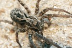 Jeden z našich nejvzácnějších a největších zástupců rodu slíďák  vřesovištní (A. fabrilis) obývá reliktní bory na Kokořínsku. Foto P. Just